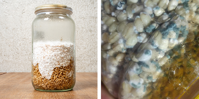 Rozpoznawanie zdrowej i skażonej hodowli w płynie Rozpoznawanie zdrowej i skażonej hodowli w płynie