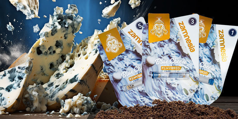 Blue Cheese F1 Hybrid Automatic Blue Cheese F1 Hybrid Automatic