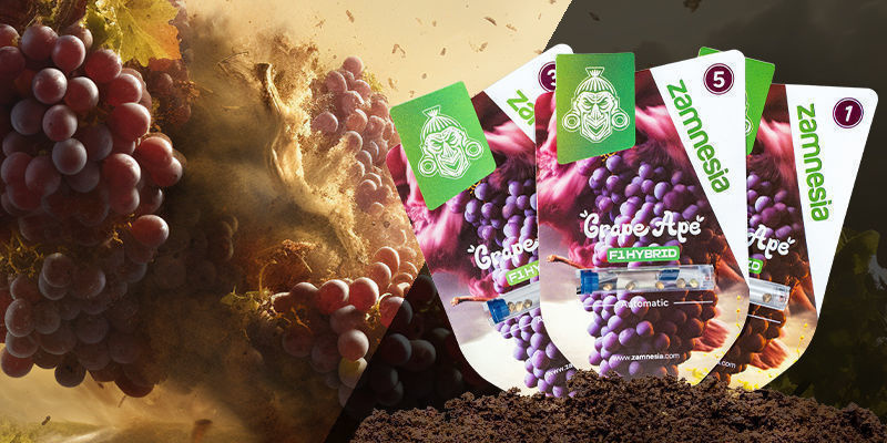 Grape Ape F1 Hybrid Automatic Grape Ape F1 Hybrid Automatic