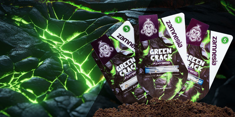 Green Crack F1 Hybrid Automatic Green Crack F1 Hybrid Automatic