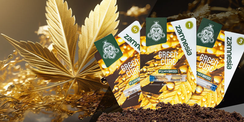 Green Cure CBD F1 Hybrid Automatic Green Cure CBD F1 Hybrid Automatic