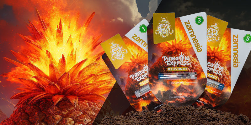 Pineapple Express F1 Hybrid Automatic Pineapple Express F1 Hybrid Automatic