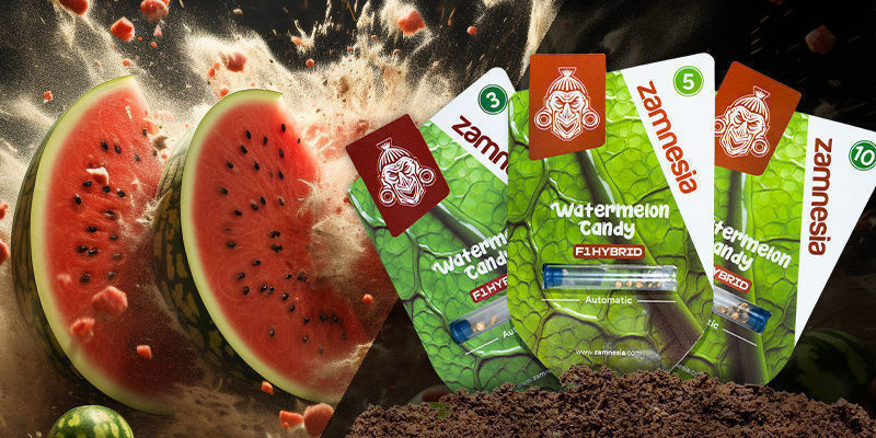 Watermelon Candy F1 Hybrid Automatic Watermelon Candy F1 Hybrid Automatic