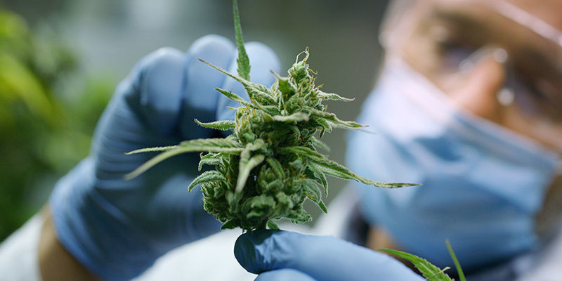 What Are F1 Hybrid Seeds? What Are F1 Hybrid Seeds?