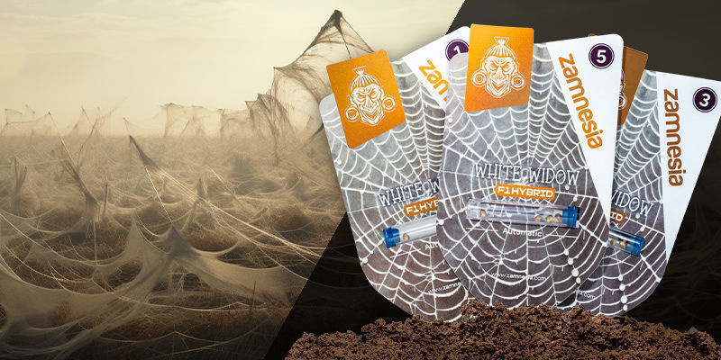 White Widow F1 Hybrid Automatic White Widow F1 Hybrid Automatic