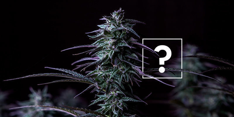 Przyszłe implikacje THCP