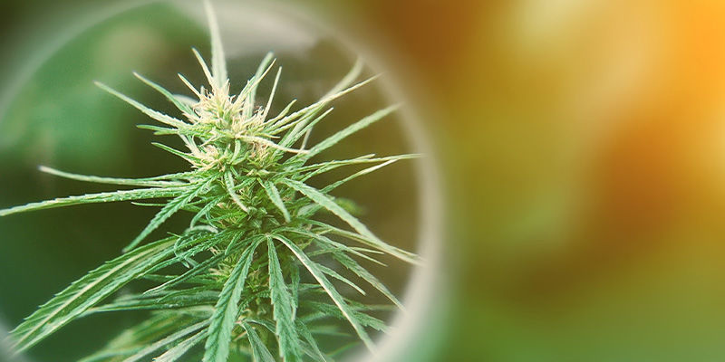 Czym dokładnie jest THCP?