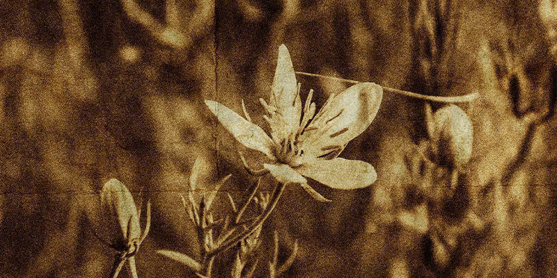 Historia Peganum harmala Historia Peganum harmala