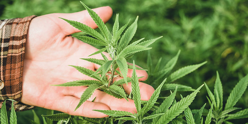 Czy rośliny mogą się zregenerować po uszkodzeniach wiatrowych? Czy rośliny mogą się zregenerować po uszkodzeniach wiatrowych?