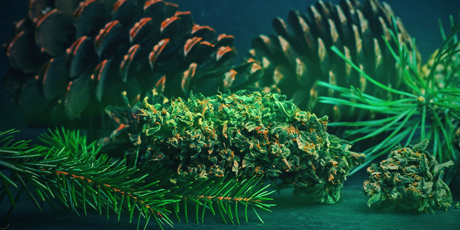 Northern Lights: smak i działanie NORTHERN LIGHTS: SMAK I DZIAŁANIE