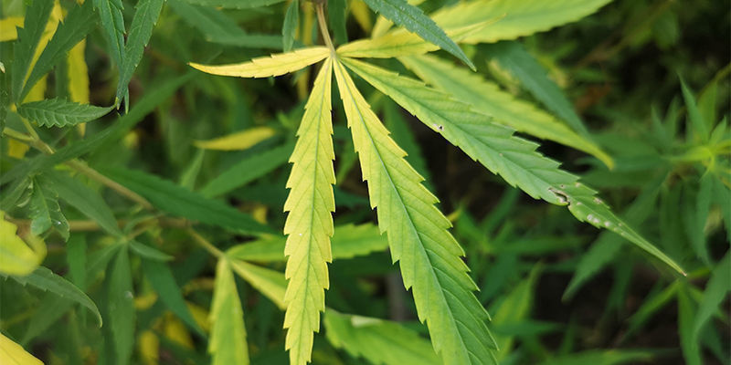 Jak rozpoznać niedobór azotu? Jak rozpoznać niedobór azotu?