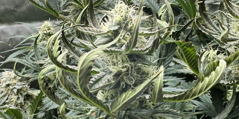 A co z nadmiarem azotu? A co z nadmiarem azotu?