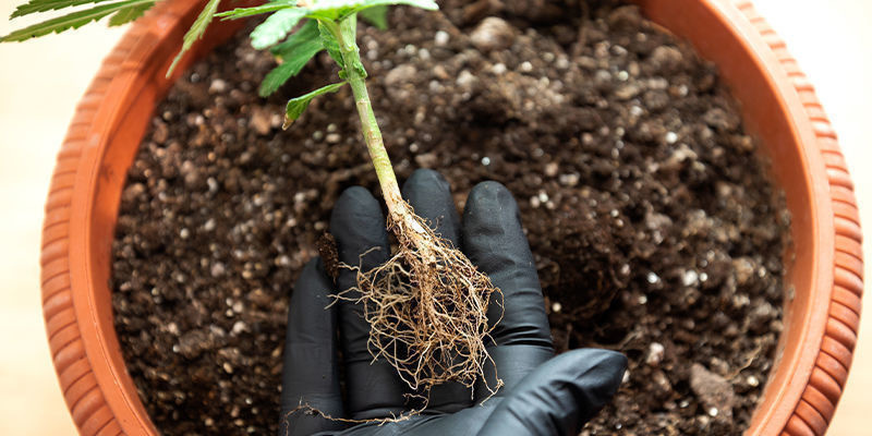 Jakie są przyczyny niedoboru azotu? Jakie są przyczyny niedoboru azotu?