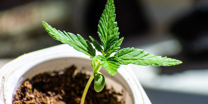 Niedobór azotu: jak go rozpoznać i zapobiegać Niedobór azotu: jak go rozpoznać i zapobiegać