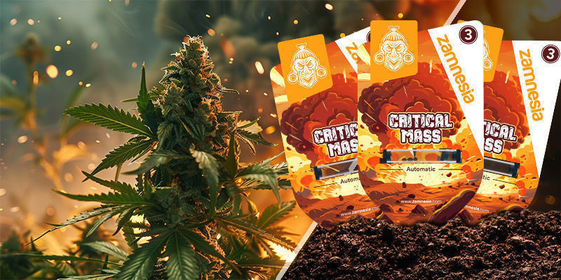 Critical Mass Critical Mass