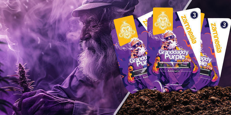 Granddaddy Purple Granddaddy Purple