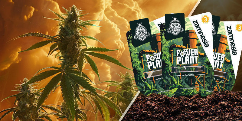 Power Plant Power Plant