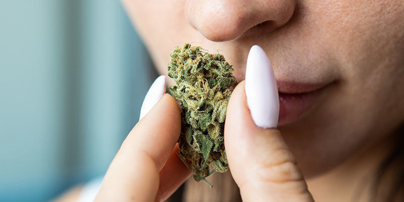 Jak rozpoznać dobrą marihuanę? Jak rozpoznać dobrą marihuanę?