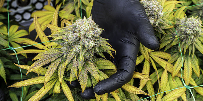 Jak technologia odmieni twoją następną uprawę? Jak technologia odmieni twoją następną uprawę?