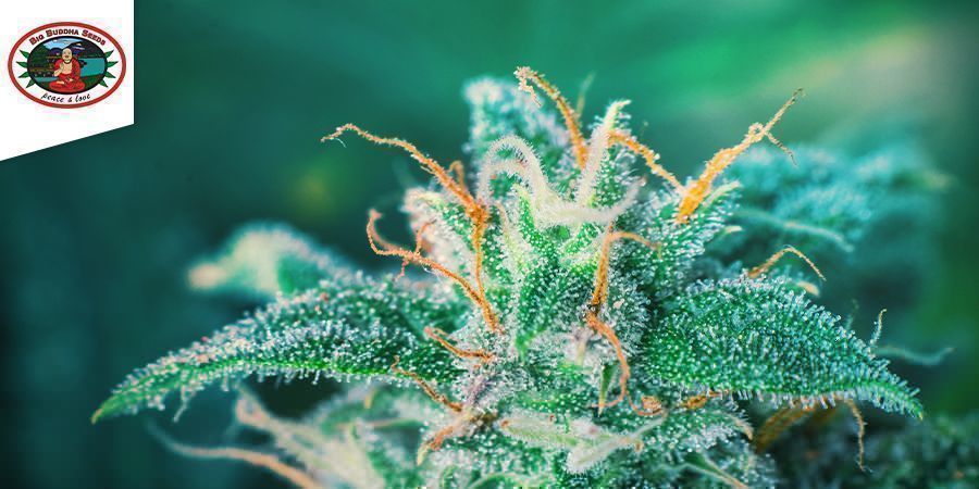 Big Buddha Seeds - Big Buddha Cheese Big Buddha Seeds - Big Buddha Cheese