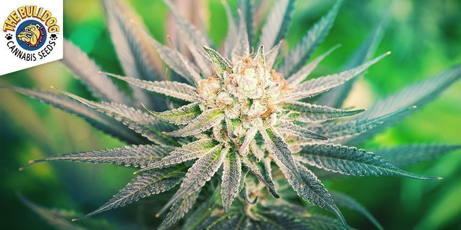 Bulldog Seeds - The Bulldog Chronic Bulldog Seeds - The Bulldog Chronic