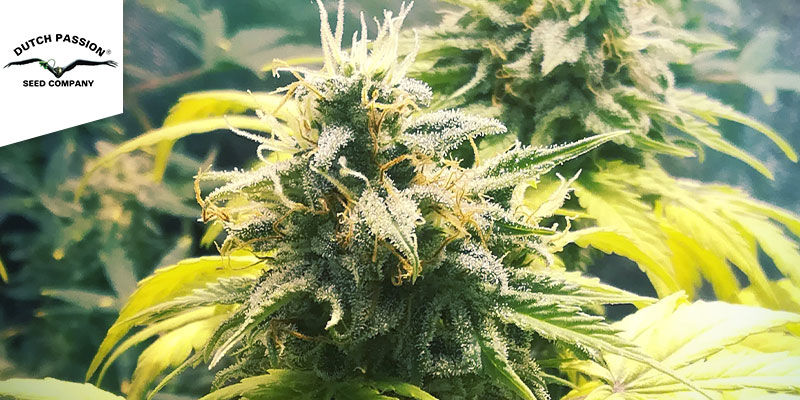 Dutch Passion - Think Different Dutch Passion - Think Different