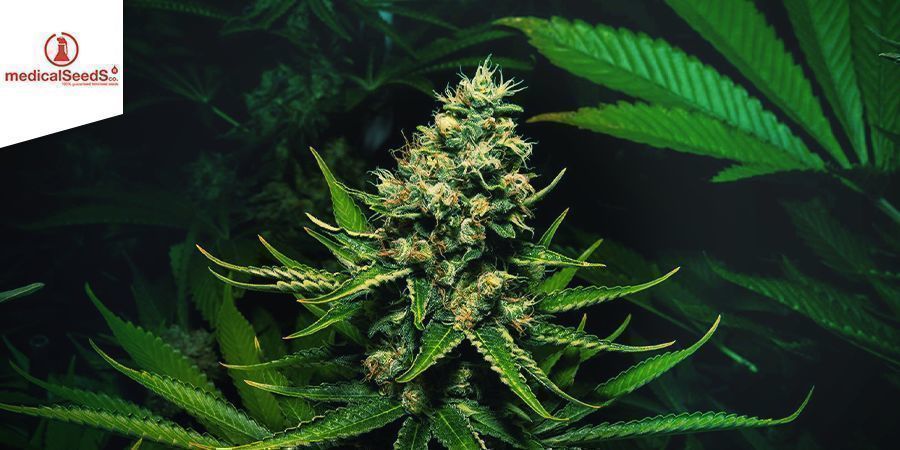 Channel+ - Medical Seeds Channel+ - Medical Seeds