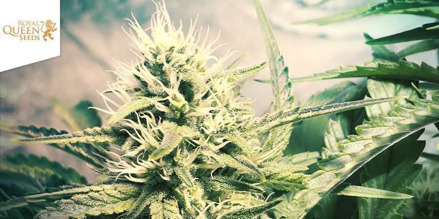 Royal Queen Seeds - Amnesia Haze Royal Queen Seeds - Amnesia Haze