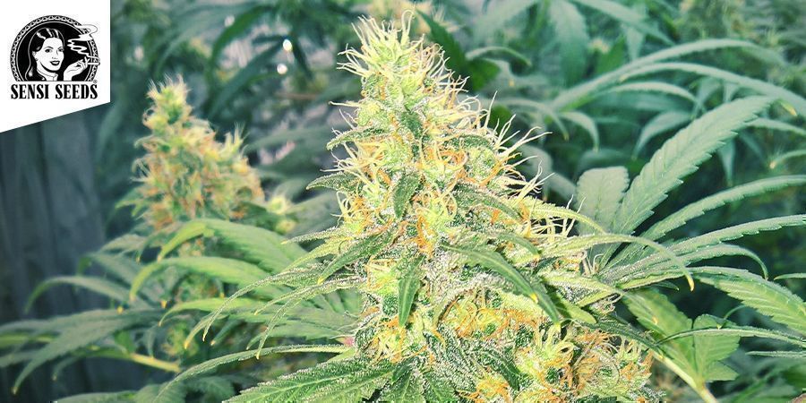 Early Skunk - Sensi Seeds Early Skunk - Sensi Seeds