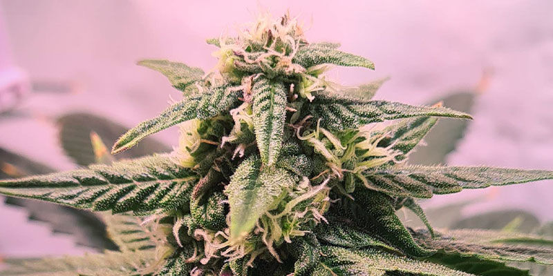 Który szczep wybierzesz? Który szczep wybierzesz?