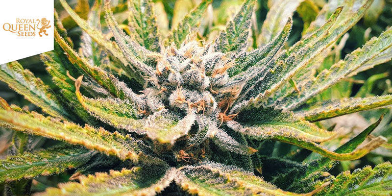 Royal Queen Seeds - Green Gelato Royal Queen Seeds - Green Gelato