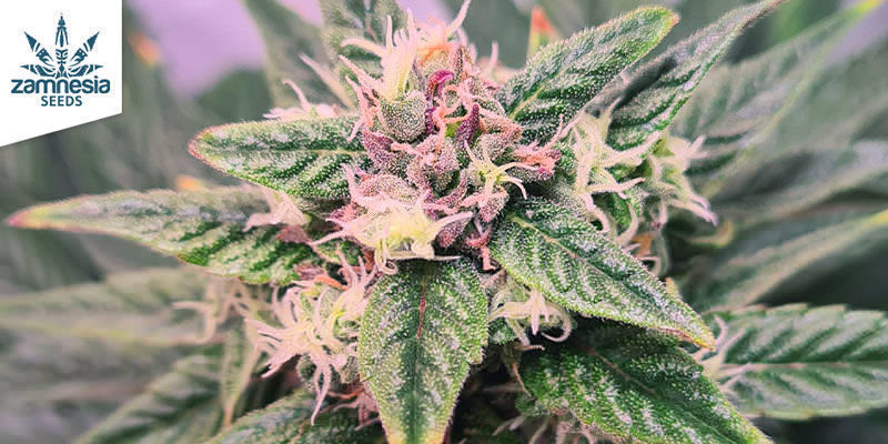 Zamnesia Seeds - Blueberry Zamnesia Seeds - Blueberry