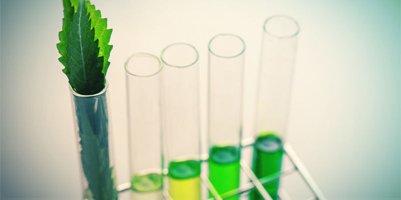 R&oacute;żnice między flawonoidami, terpenami i terpenoidami