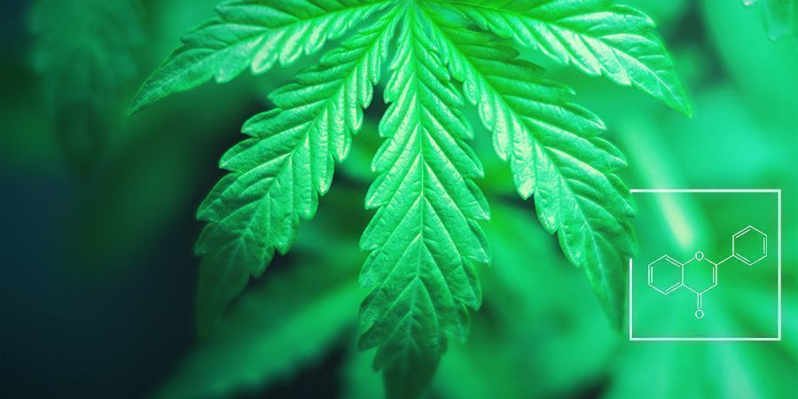 Jaką funkcję pełnią flawonoidy, terpeny i terpenoidy?