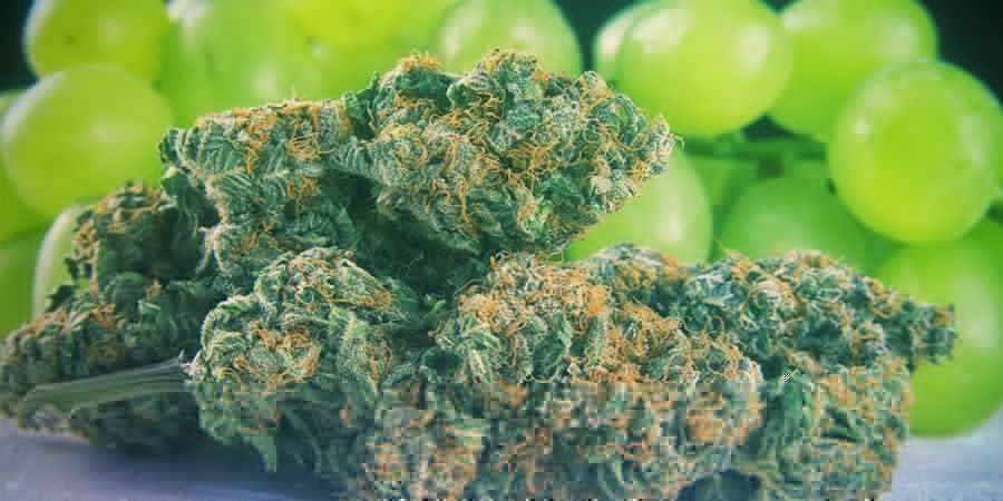 Gdzie występują flawonoidy?