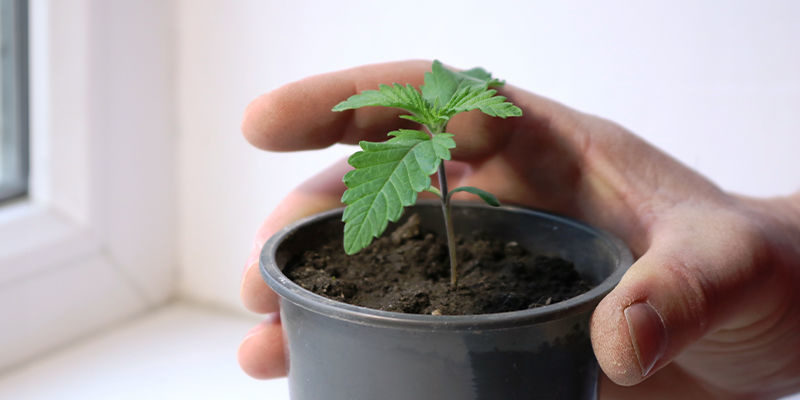 Grow Yourself Some Windowsill Weed Today Grow Yourself Some Windowsill Weed Today