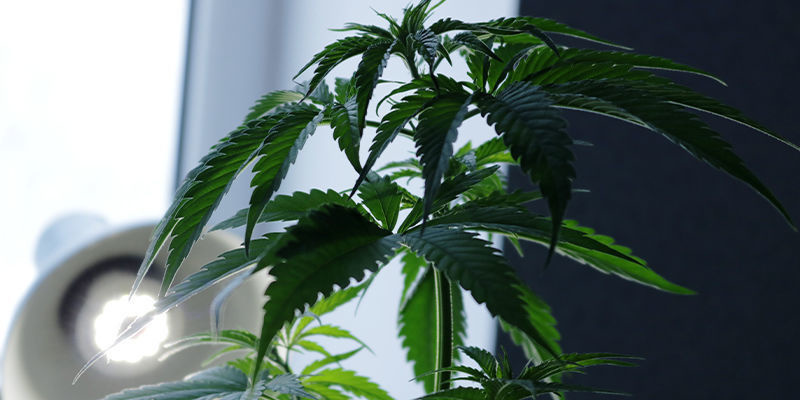 Światło naturalne czy sztuczne? Światło naturalne czy sztuczne?