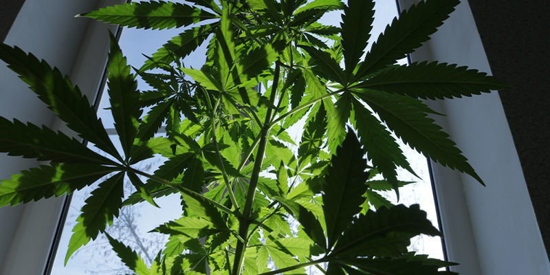 Wybór odpowiedniej odmiany Wybór odpowiedniej odmiany