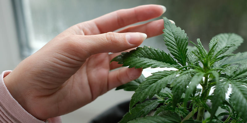 Wady uprawy odmian marihuany na parapecie Wady uprawy odmian marihuany na parapecie