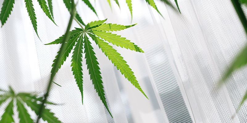 Zalety uprawy odmian marihuany na parapecie Zalety uprawy odmian marihuany na parapecie