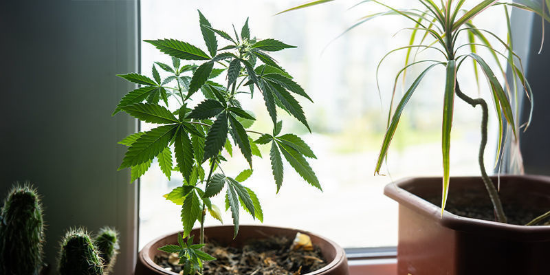 Dlaczego warto uprawiać marihuanę na parapecie? Dlaczego warto uprawiać marihuanę na parapecie?
