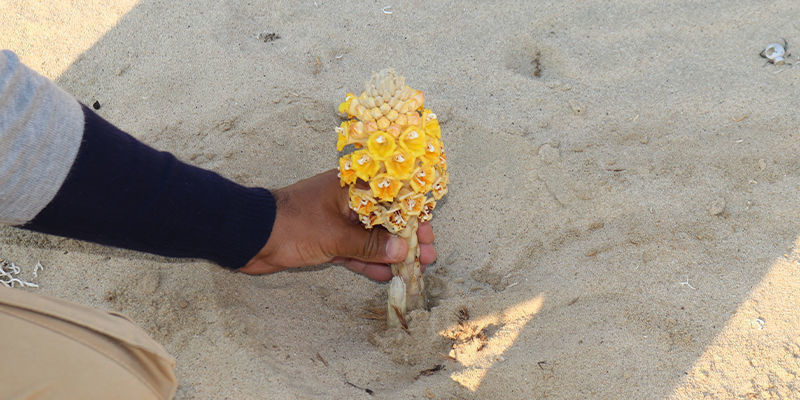 Jak skuteczna jest Cistanche tubulosa? Jak skuteczna jest Cistanche tubulosa?