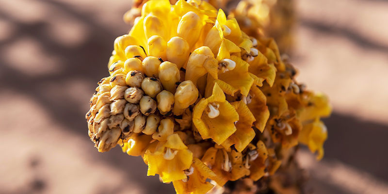 Czym jest Cistanche tubulosa? Czym jest Cistanche tubulosa?