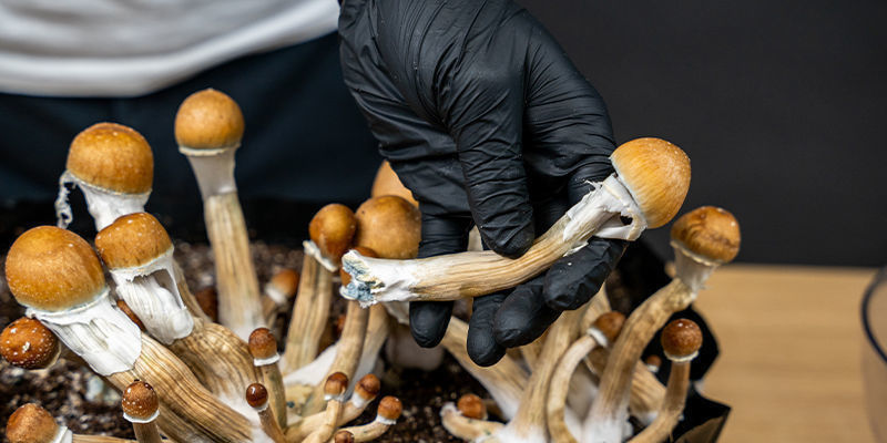 Zaplanuj swoją następną podróż z Zamnesią Zaplanuj swoją następną podróż z Zamnesią