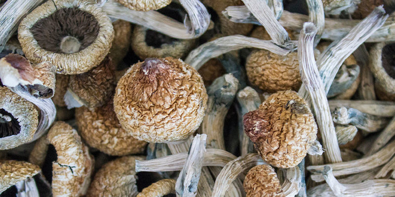 Moc grzybków halucynków Moc grzybków halucynków