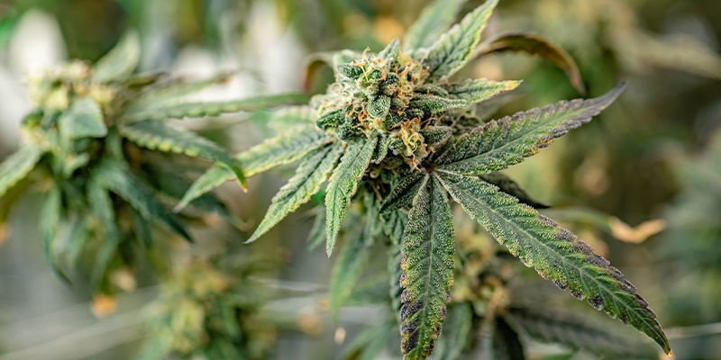 10 Najbardziej Nietypowych Miejsc, By Uprawiać Marihuanę 10 Najbardziej Nietypowych Miejsc, By Uprawiać Marihuanę