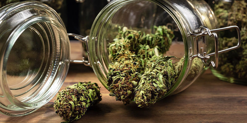 Dlaczego curing marihuany jest tak ważny