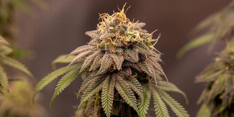 Best Strains To Grow In California
