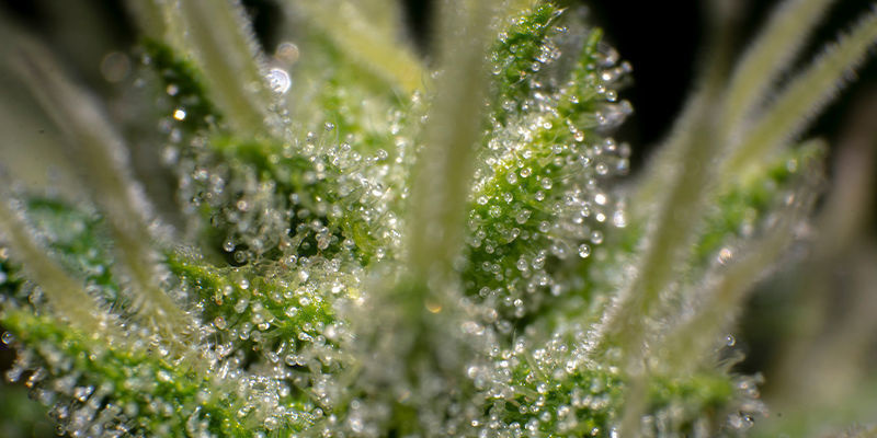 Jak aktywować THCa? Jak aktywować THCa?