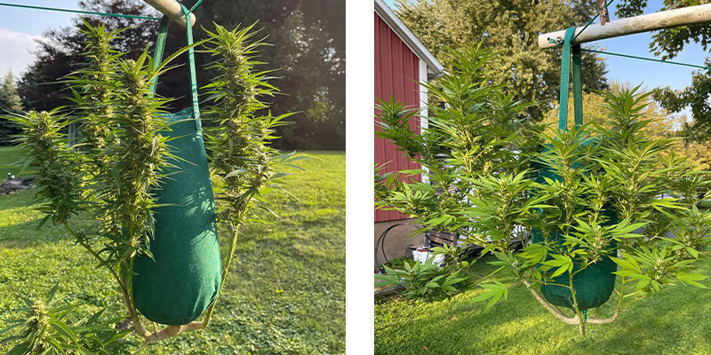 Potencjalne wady uprawy do góry nogami